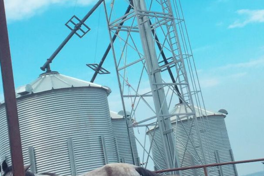 Кормовые Силосы